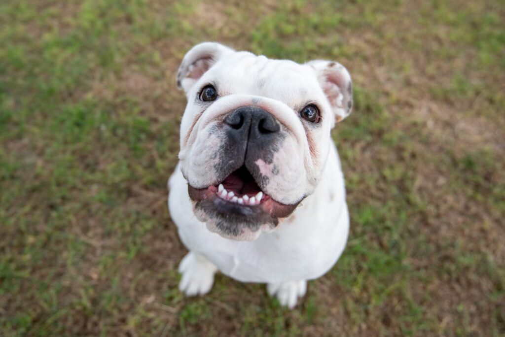 White English Bulldog