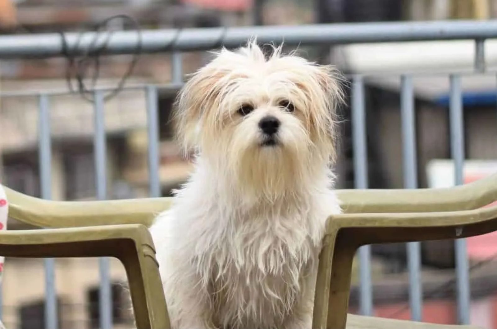 White Lhasa Apso