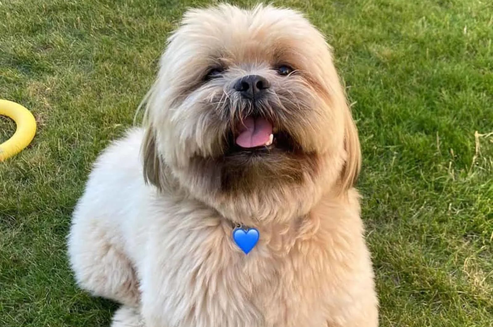 White Markings Lhasa Apso