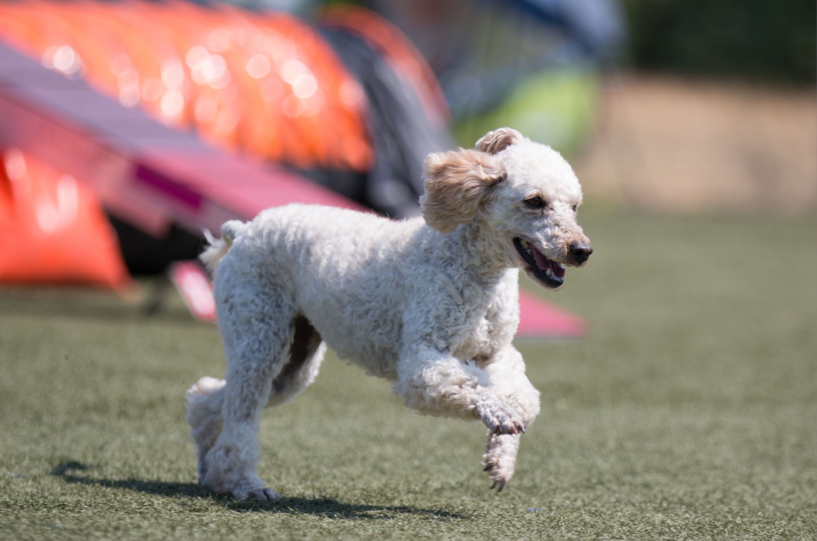 White Moyen Poodle