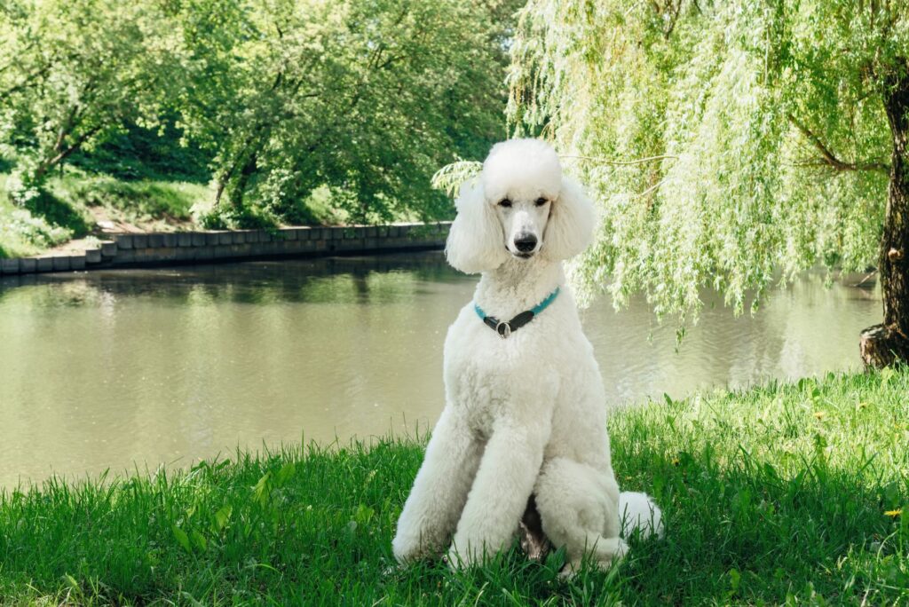 White Poodle