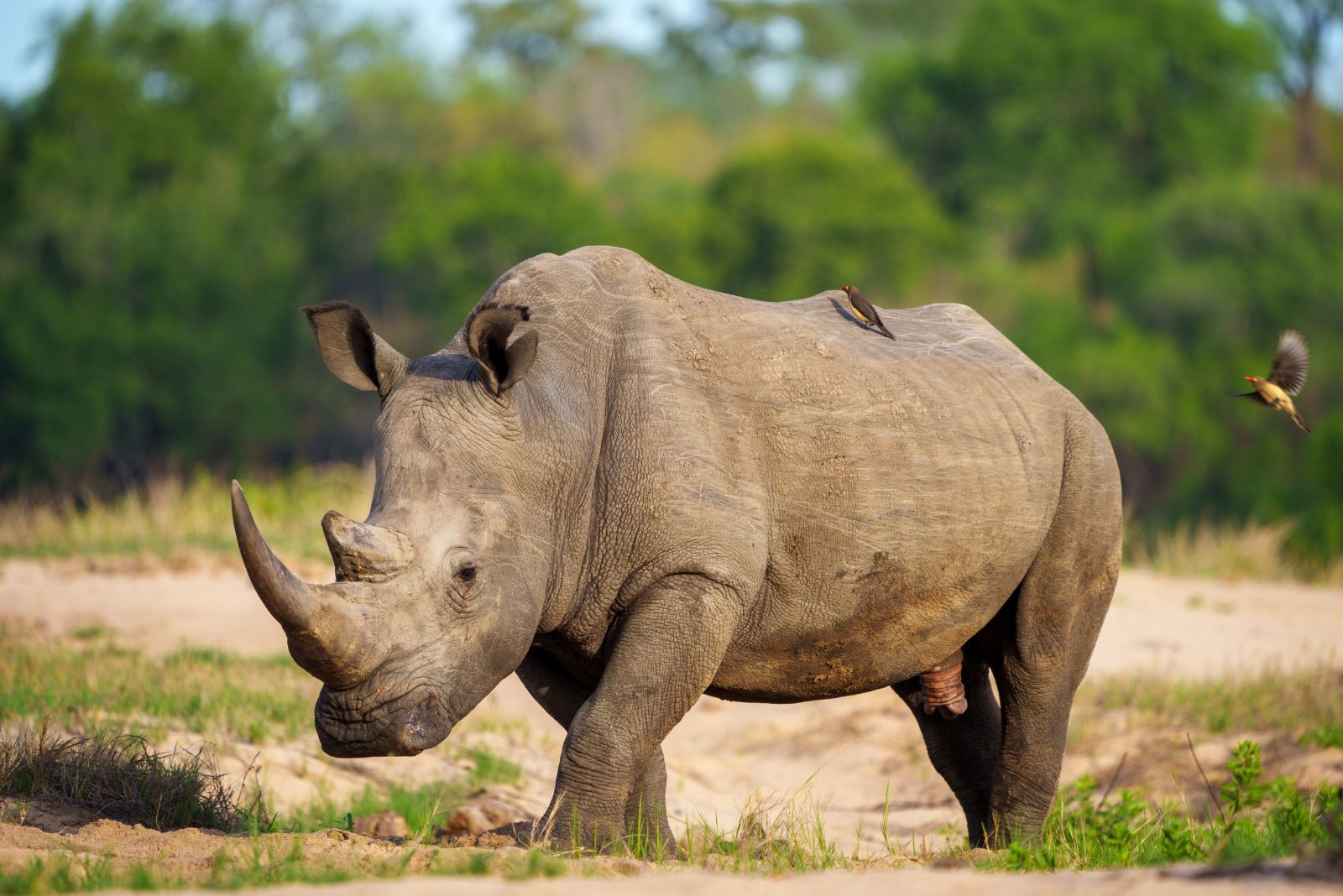 White Rhinoceros