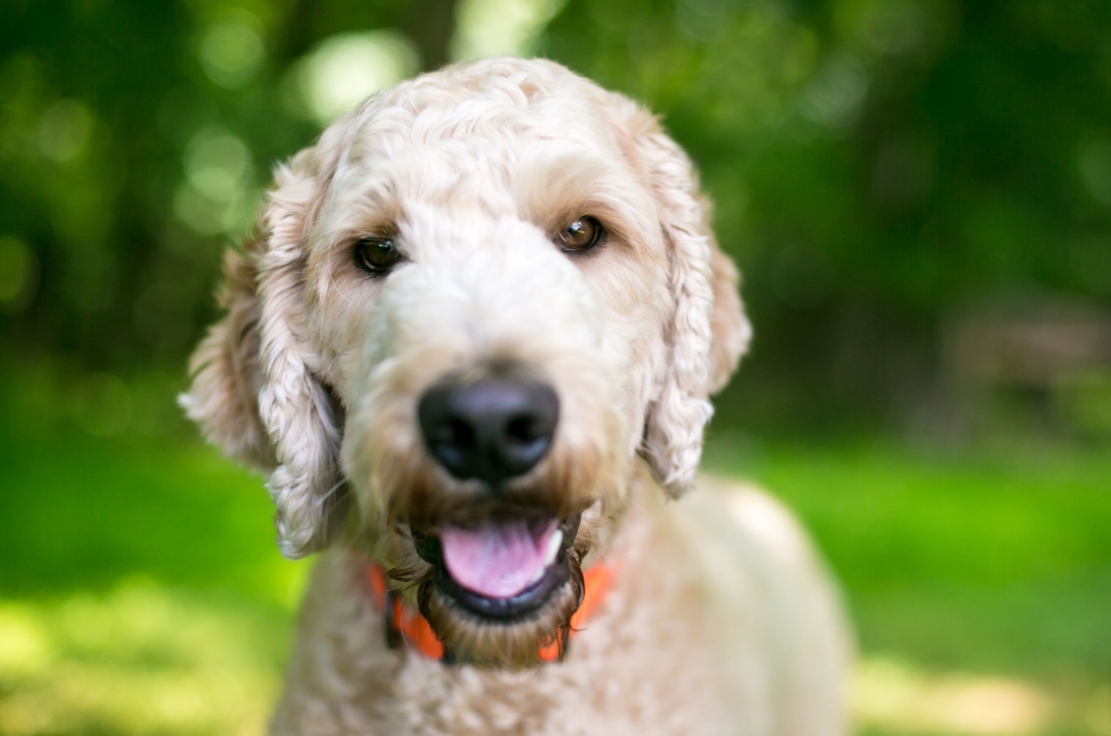 White golden retriever x poodle