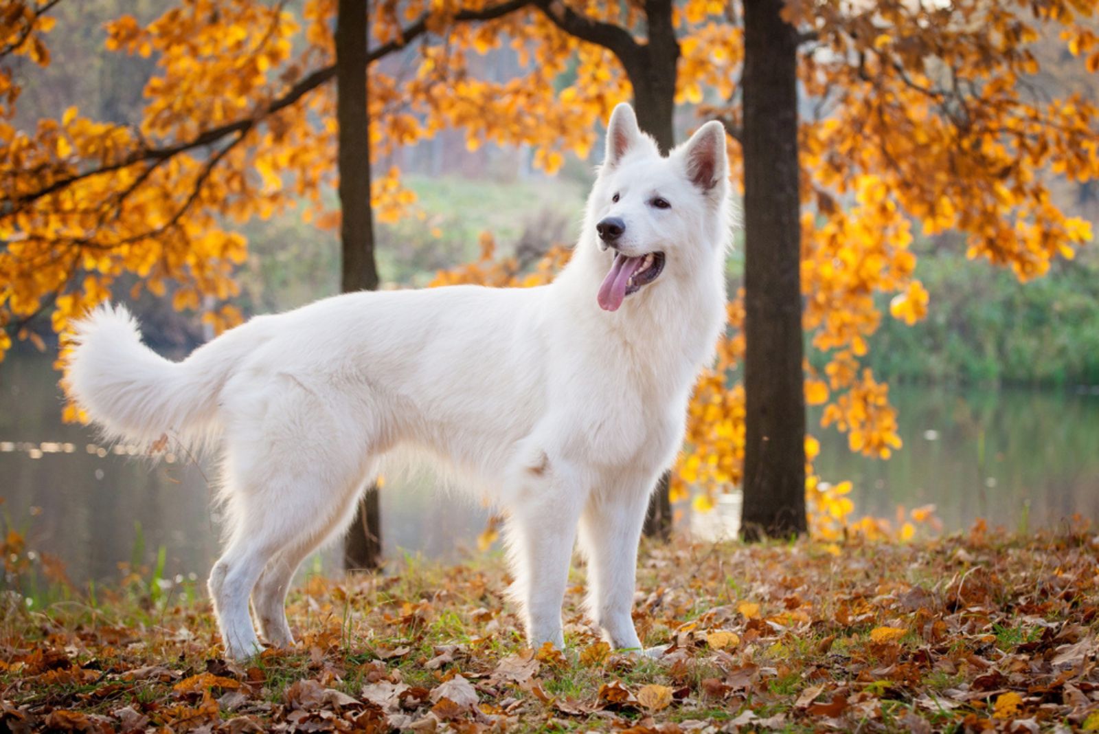 White shepherd dog