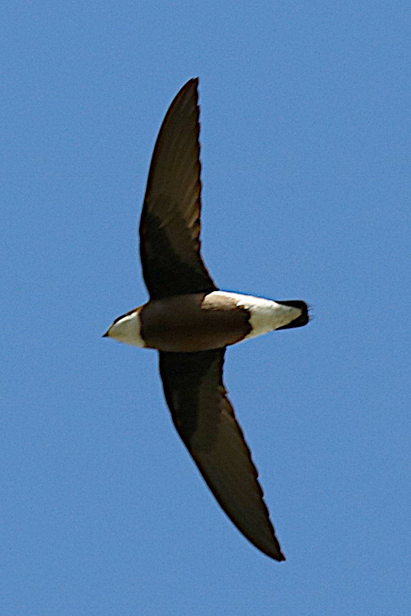 White-throated Needletail