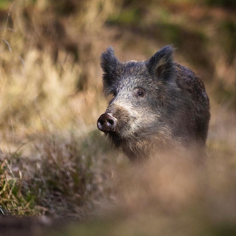 Wild Boar