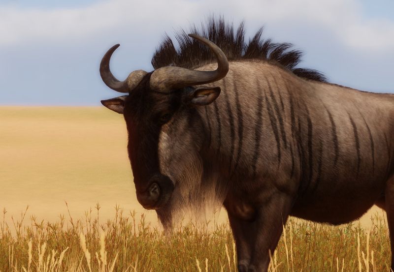 Wildebeest