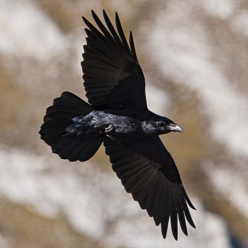 Wing Flapping Pattern