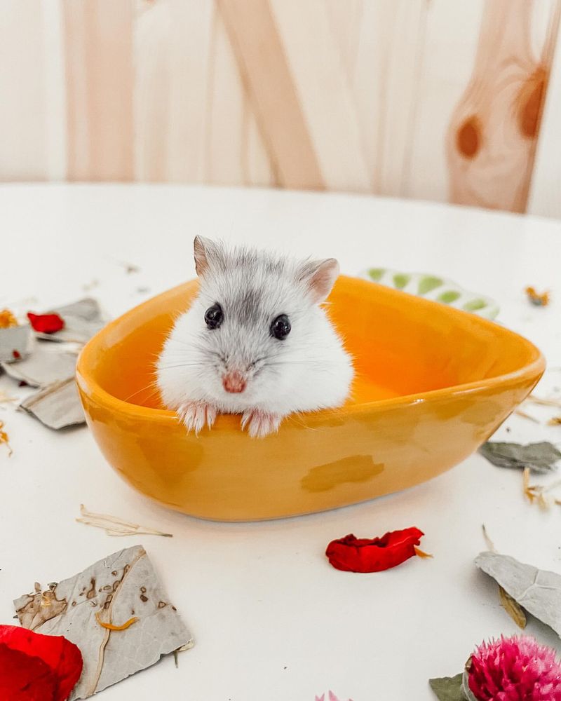 Winter White Dwarf Hamster