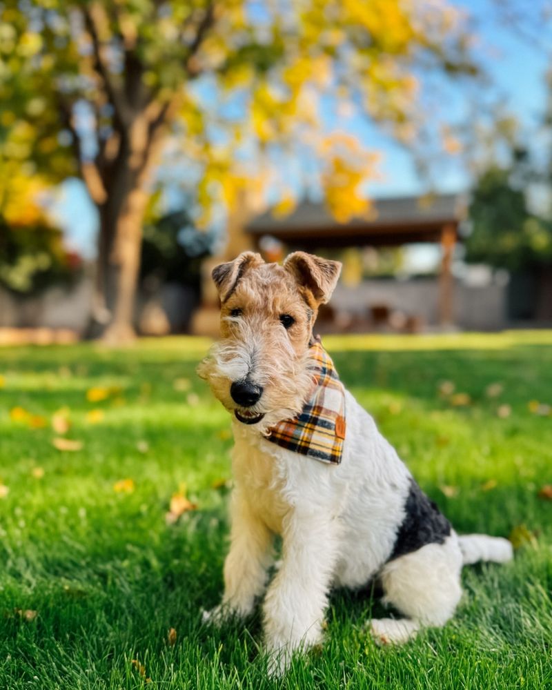 Wirehaired Fox Terrier