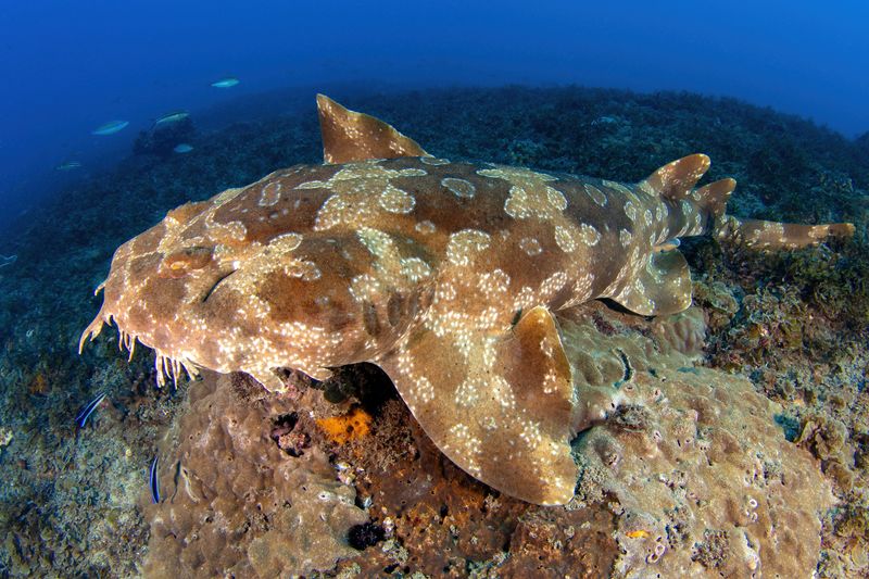 Wobbegong Shark