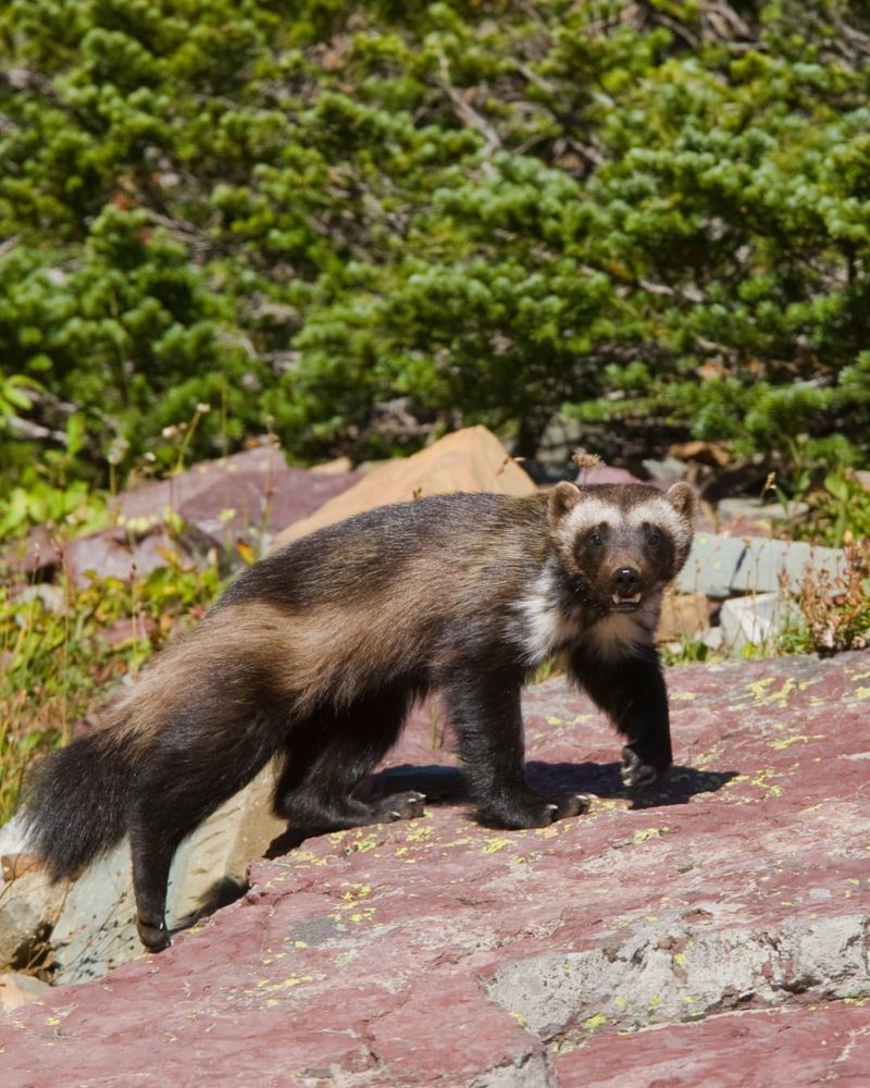 Wolverines