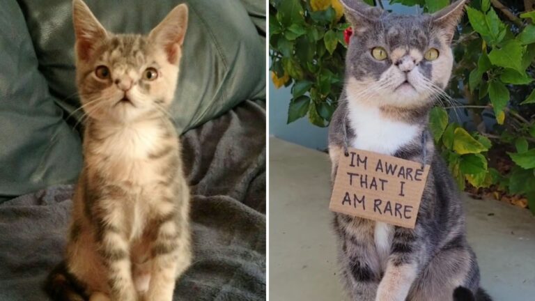 unusual kitten