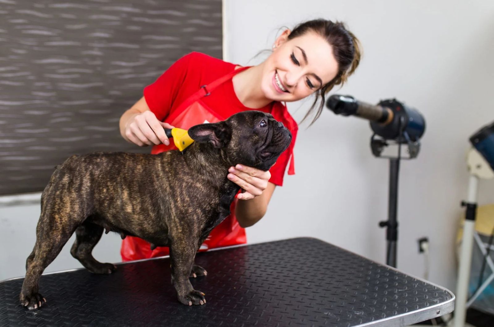 Woman Grooming long haired French Bulldog