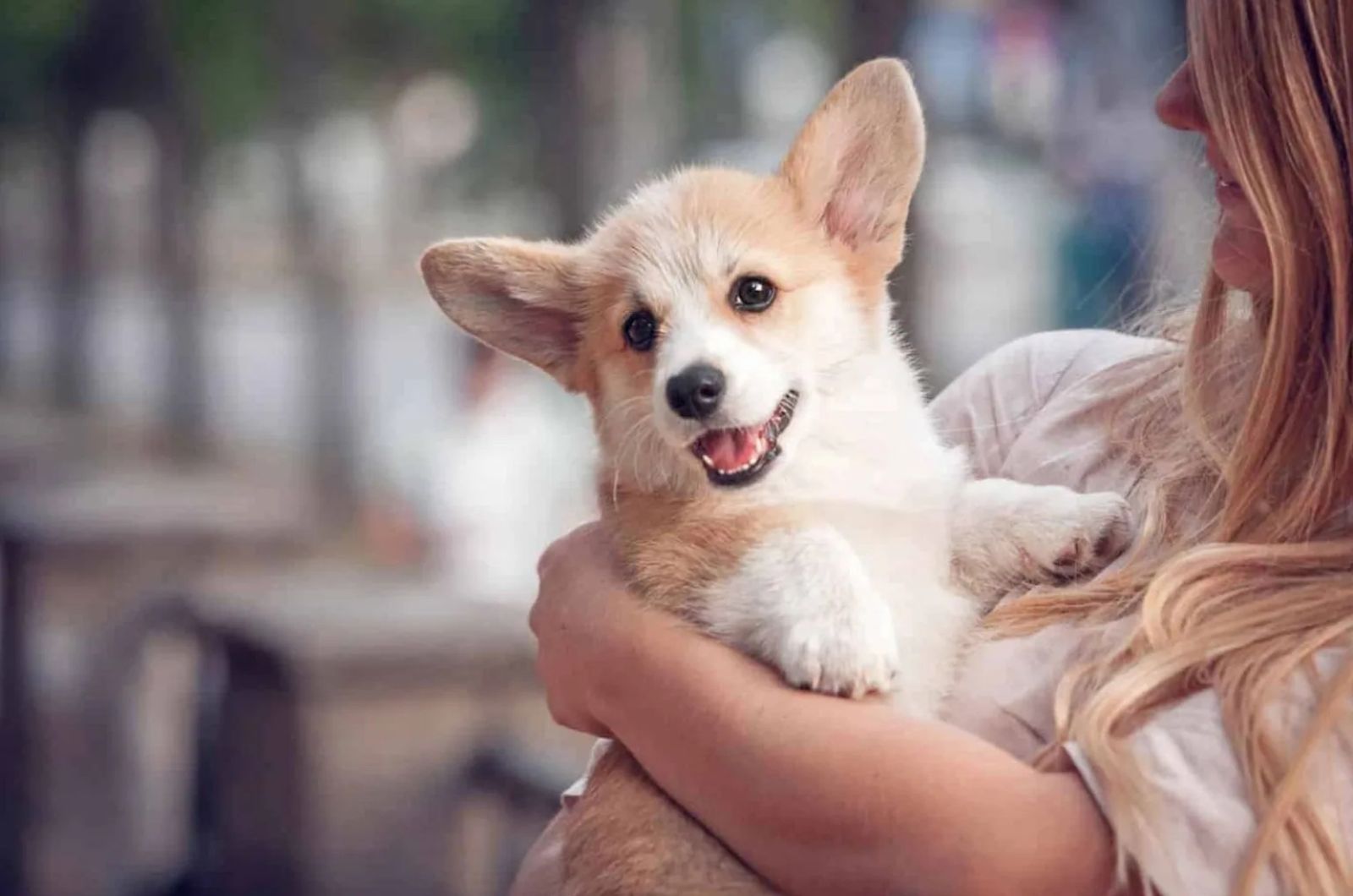 Woman holding a Teacup Corgi