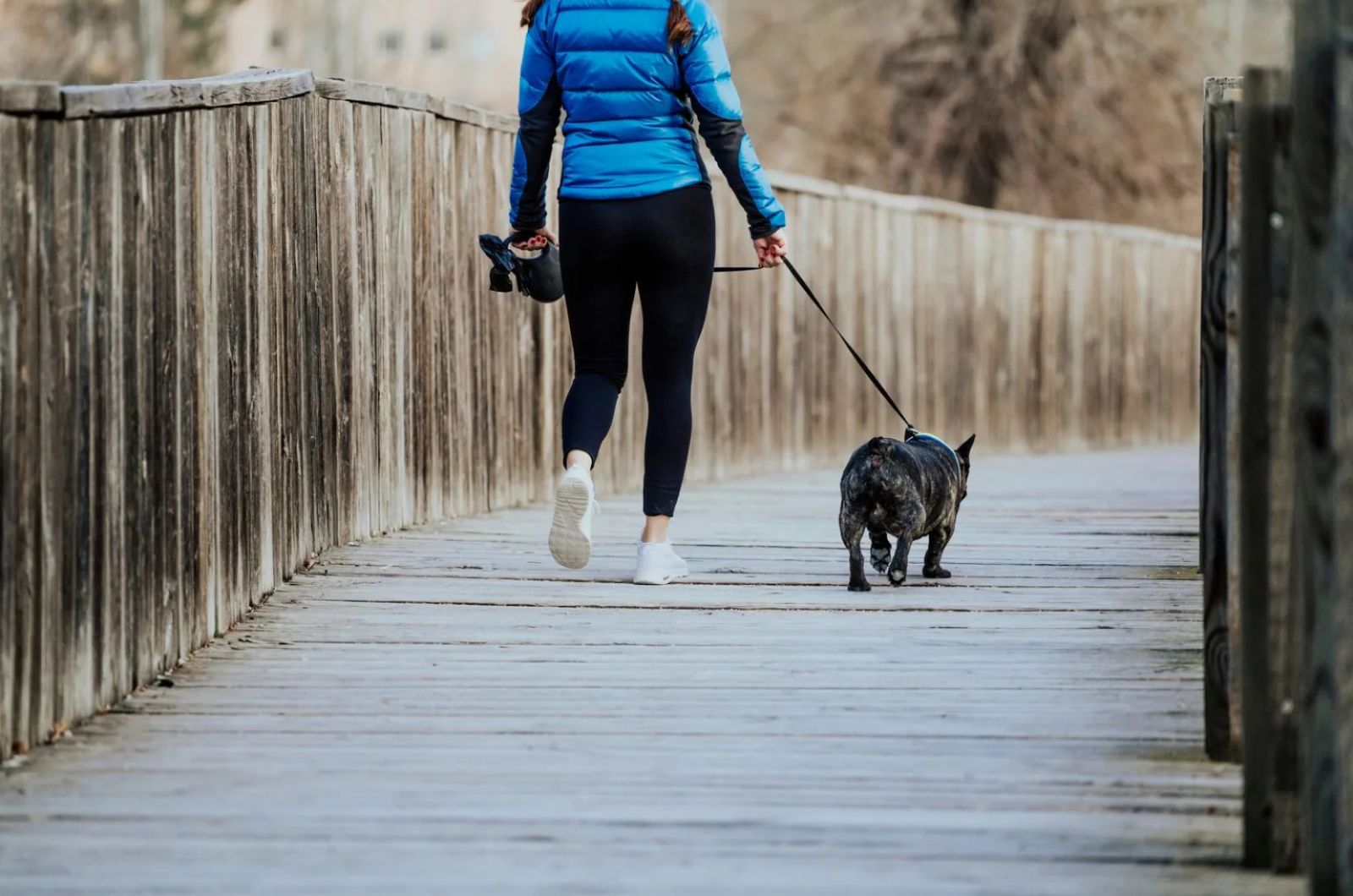 Woman walking French Bulldog Puppy