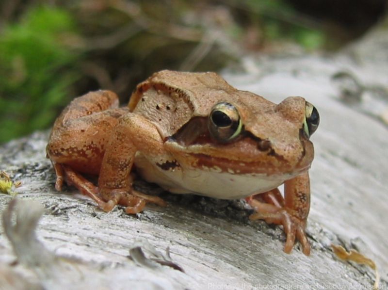 Wood Frog