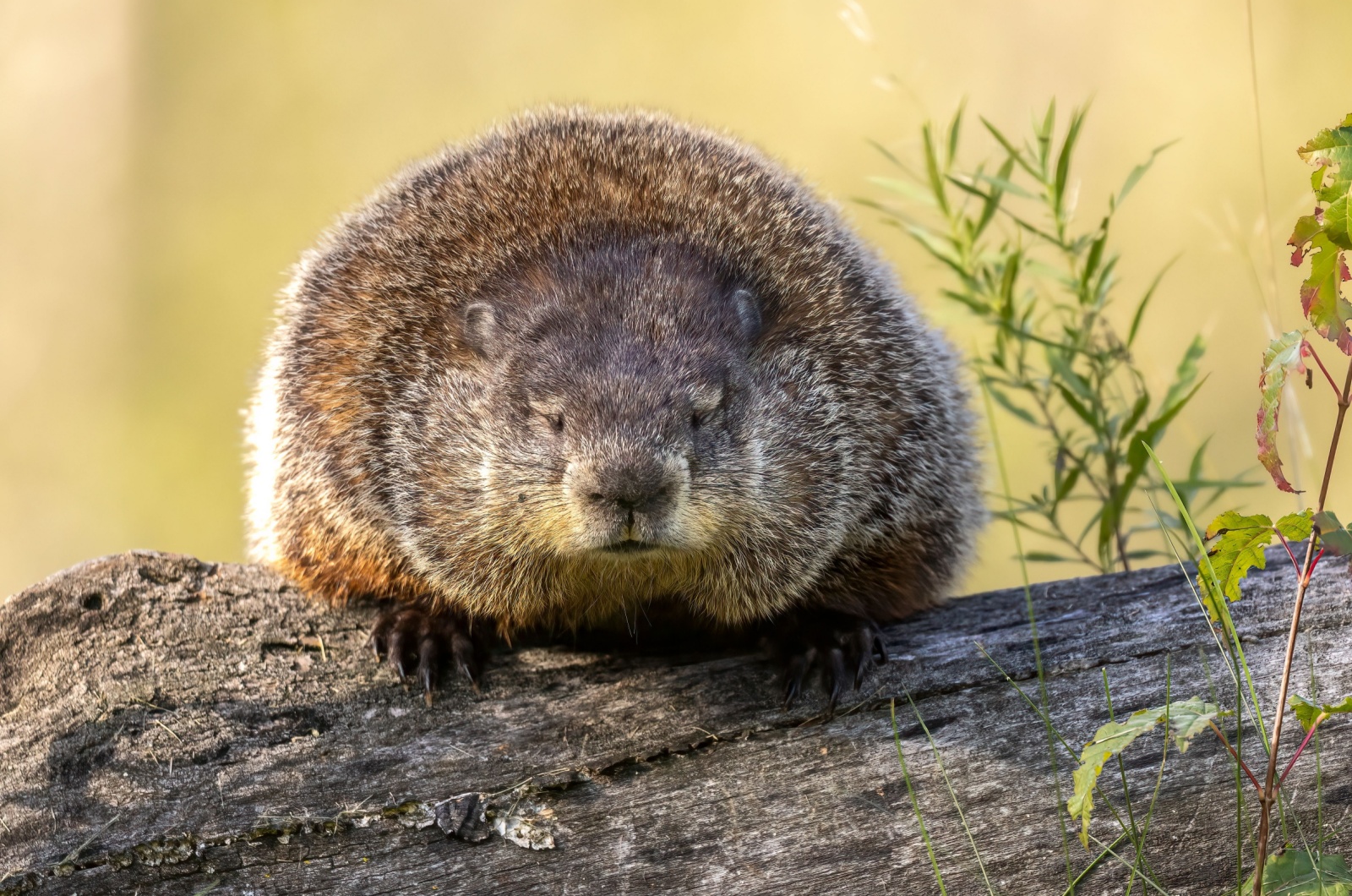 Woodchuck