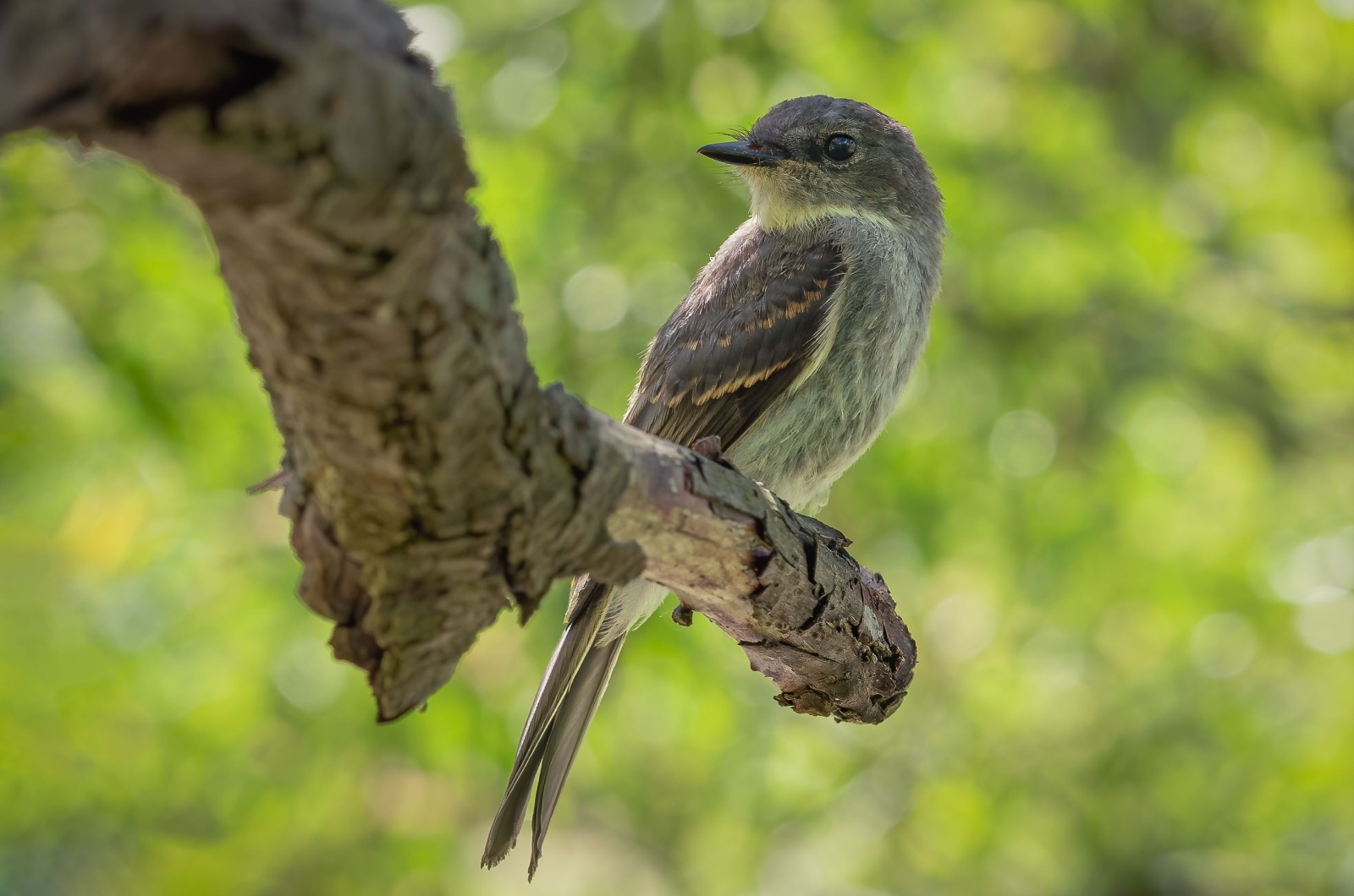 Woodpecker