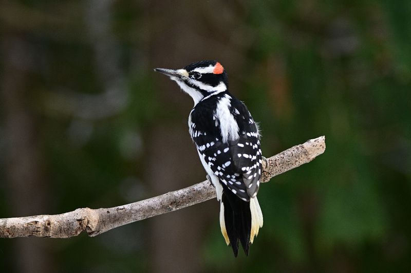 Woodpecker