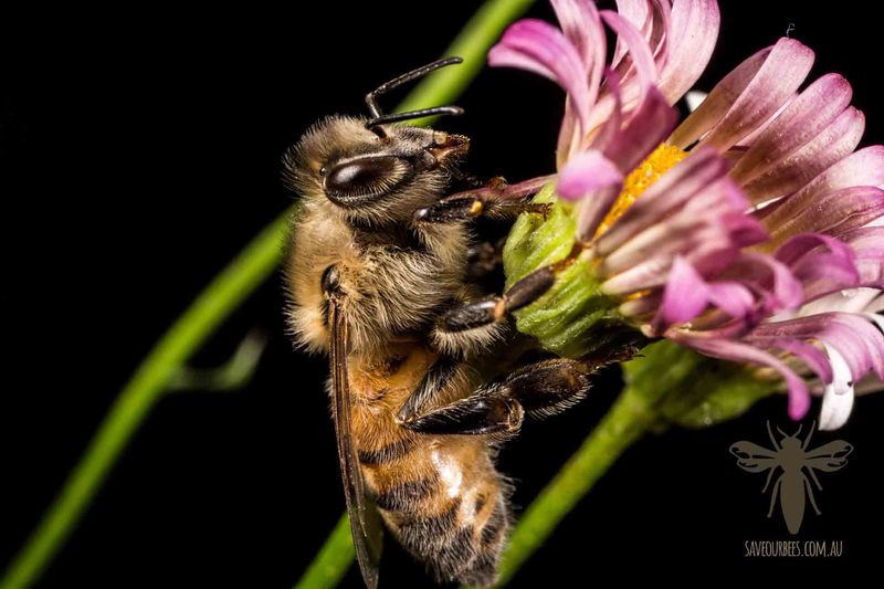 Worker Honeybee