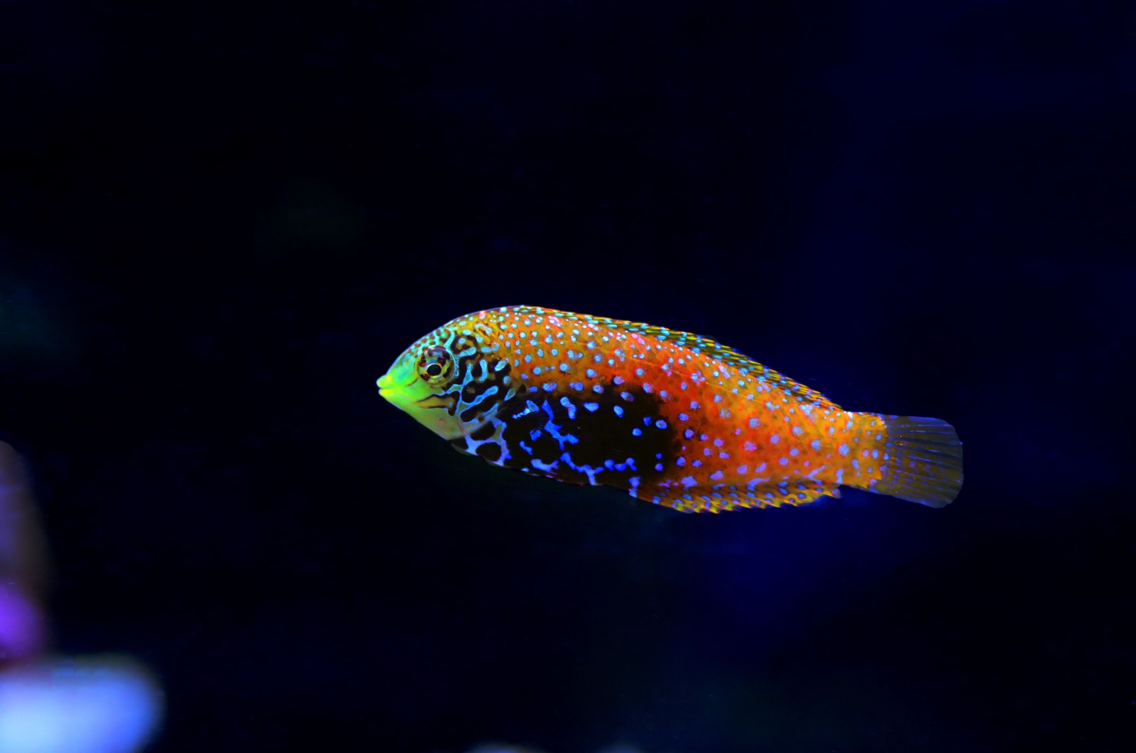 Wrasse