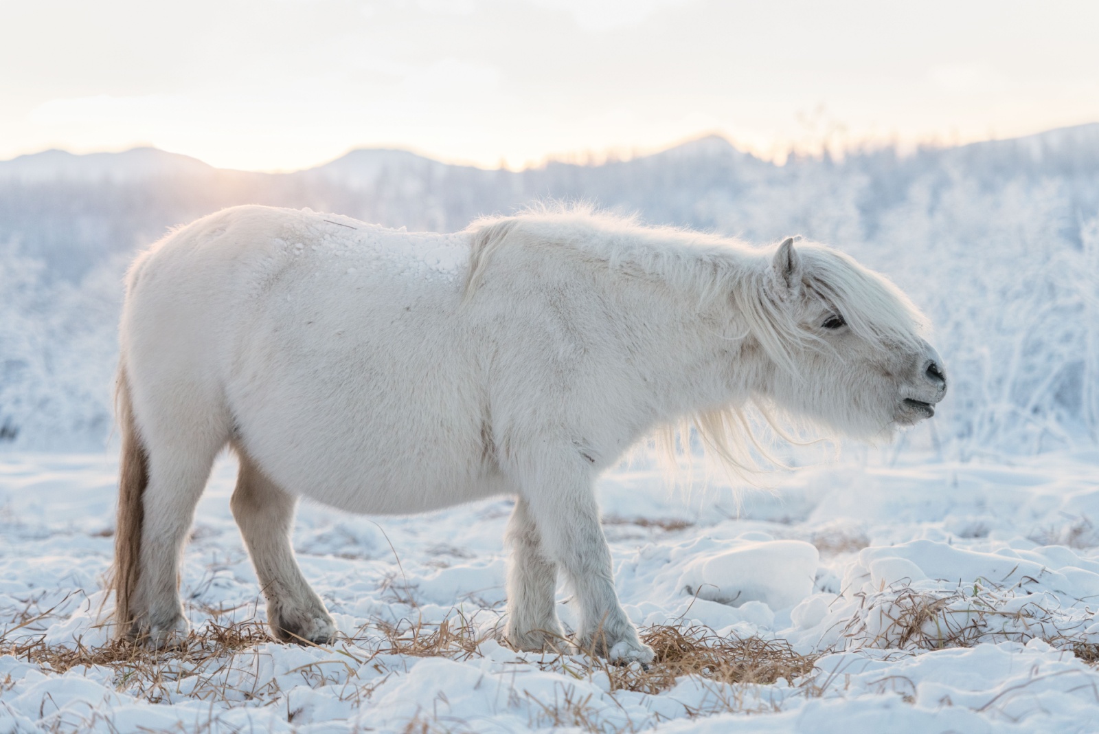 Yakutian Horse