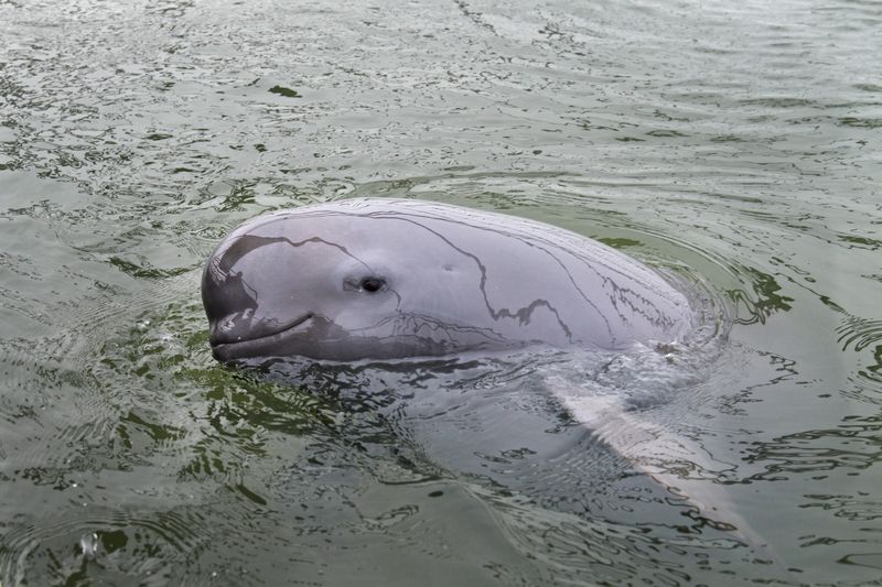 Yangtze Finless Porpoise