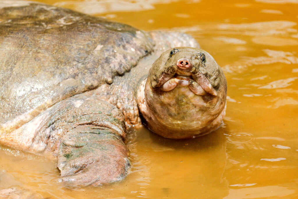 Yangtze Giant Softshell Turtle