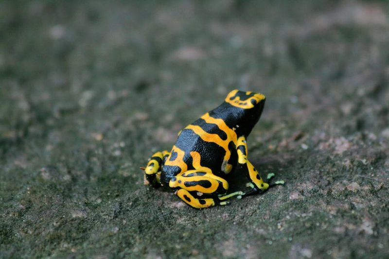 Yellow-Banded Poison Dart Frog