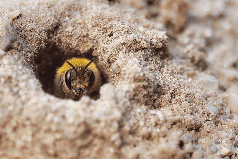 Yellow-Faced Bees