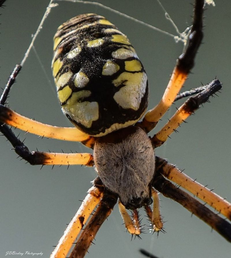 Yellow Garden Spiders