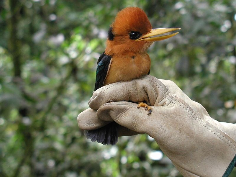 Yellow-billed Kingfisher (Syma torotoro)