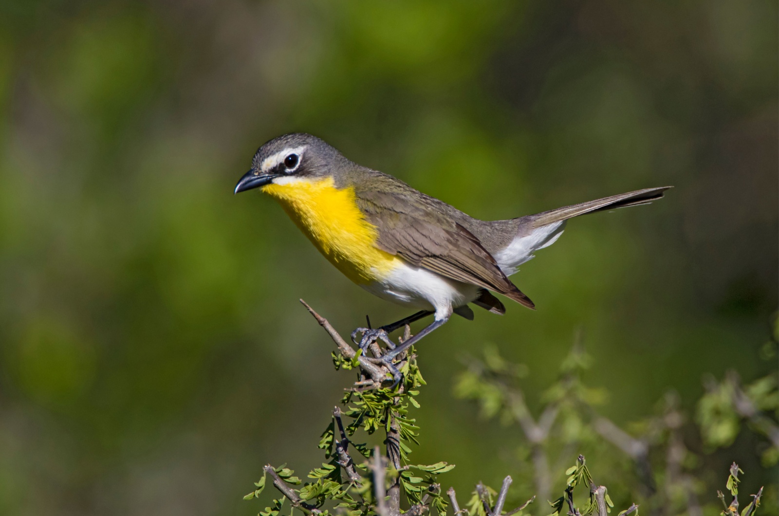 Yellow-breasted Chat