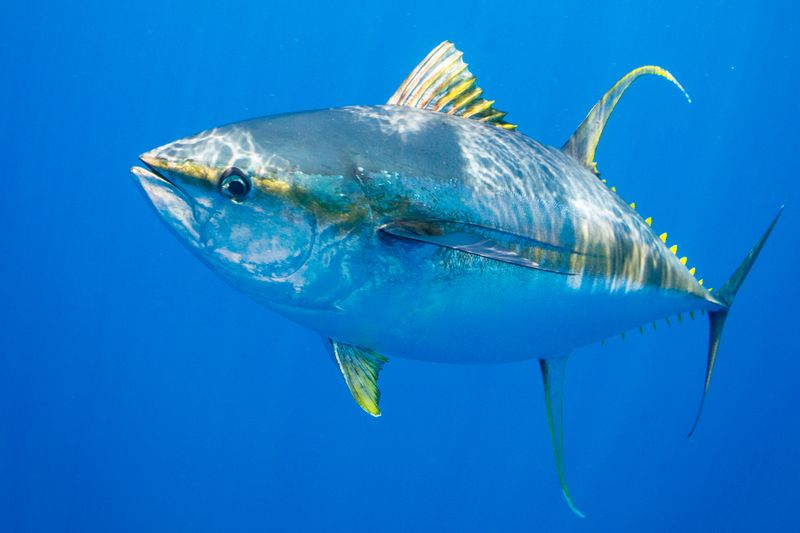 Yellowfin Tuna