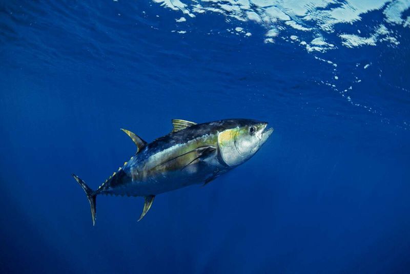 Yellowfin Tuna