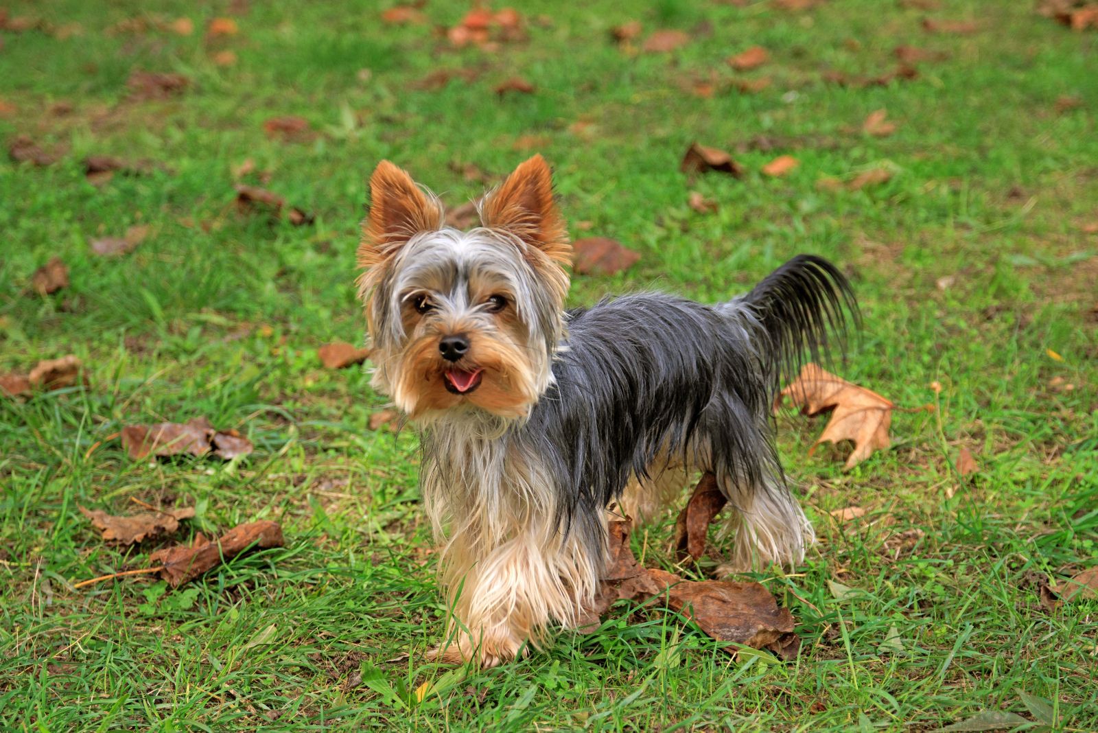 Yorkshire Terrier