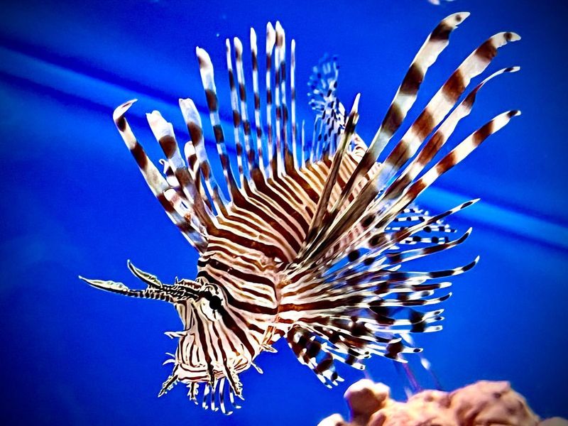 Zebra Lionfish