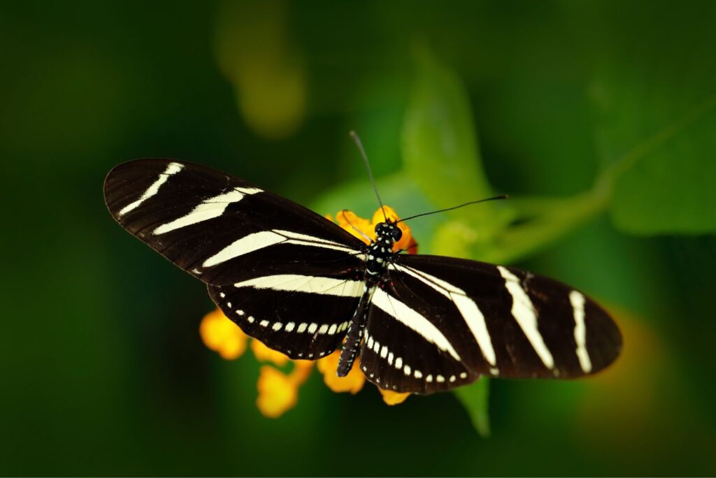 Zebra Longwing Butterfly