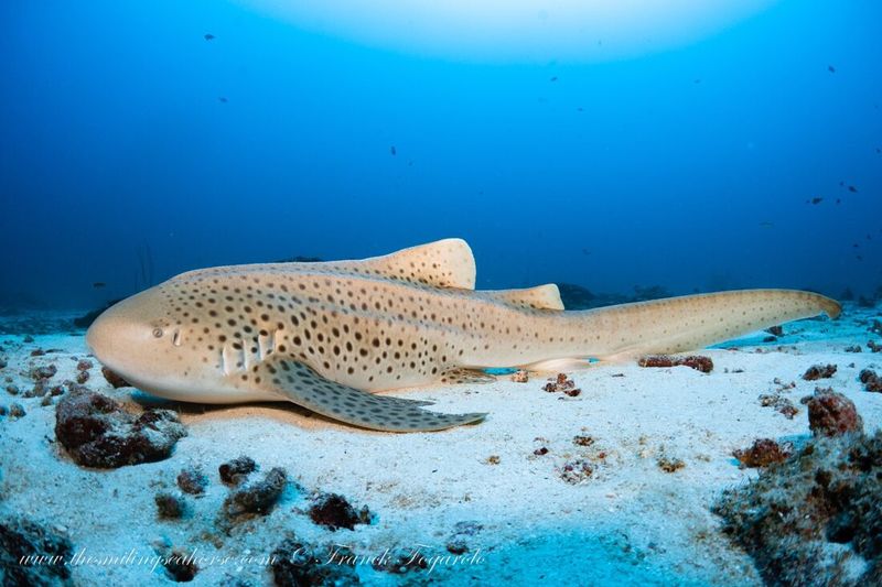 Zebra Shark