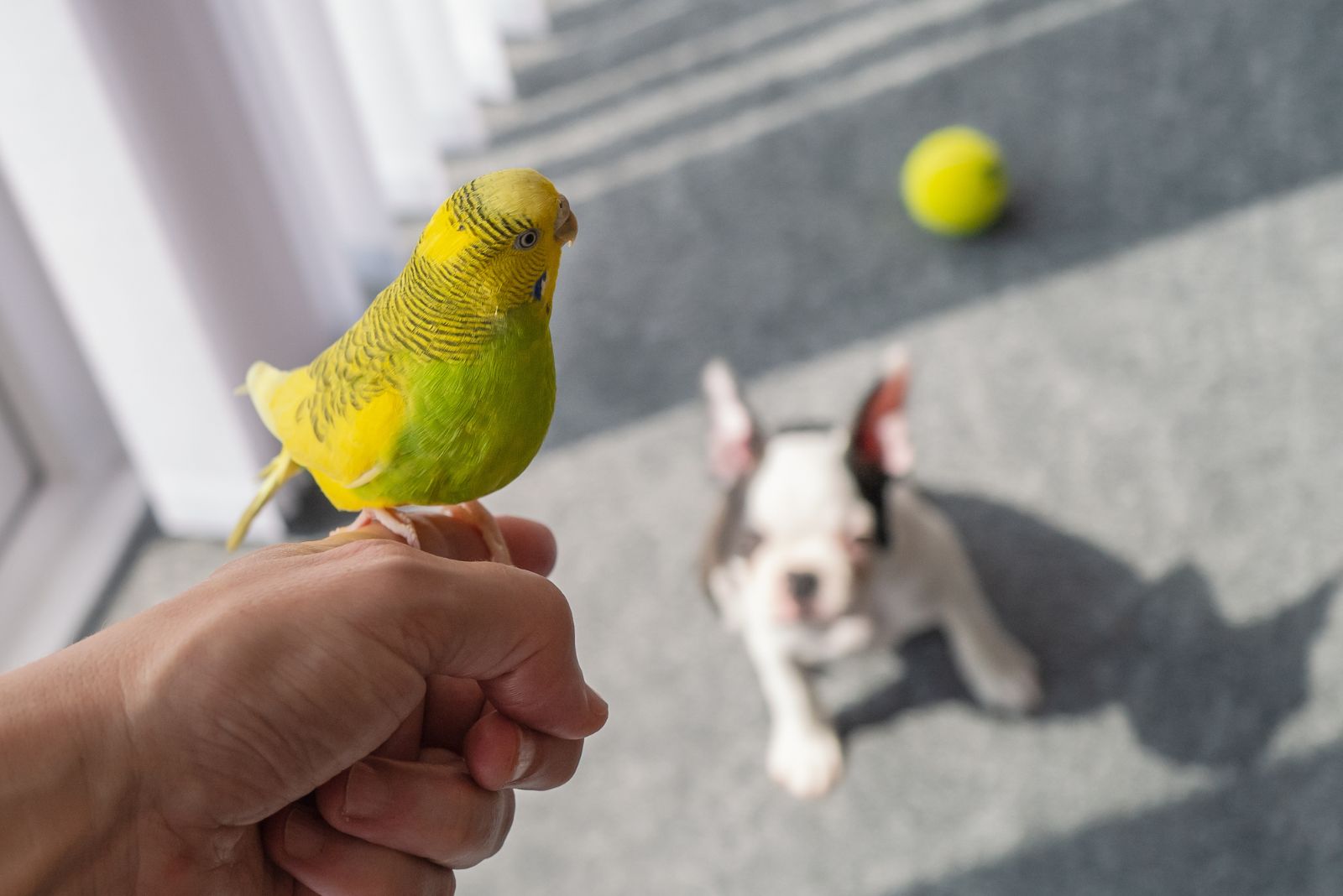 a bird on hand looking at dog