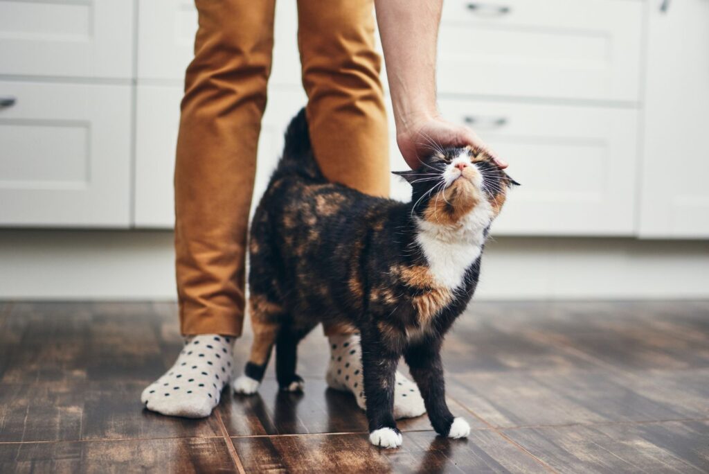 a man petting a cat