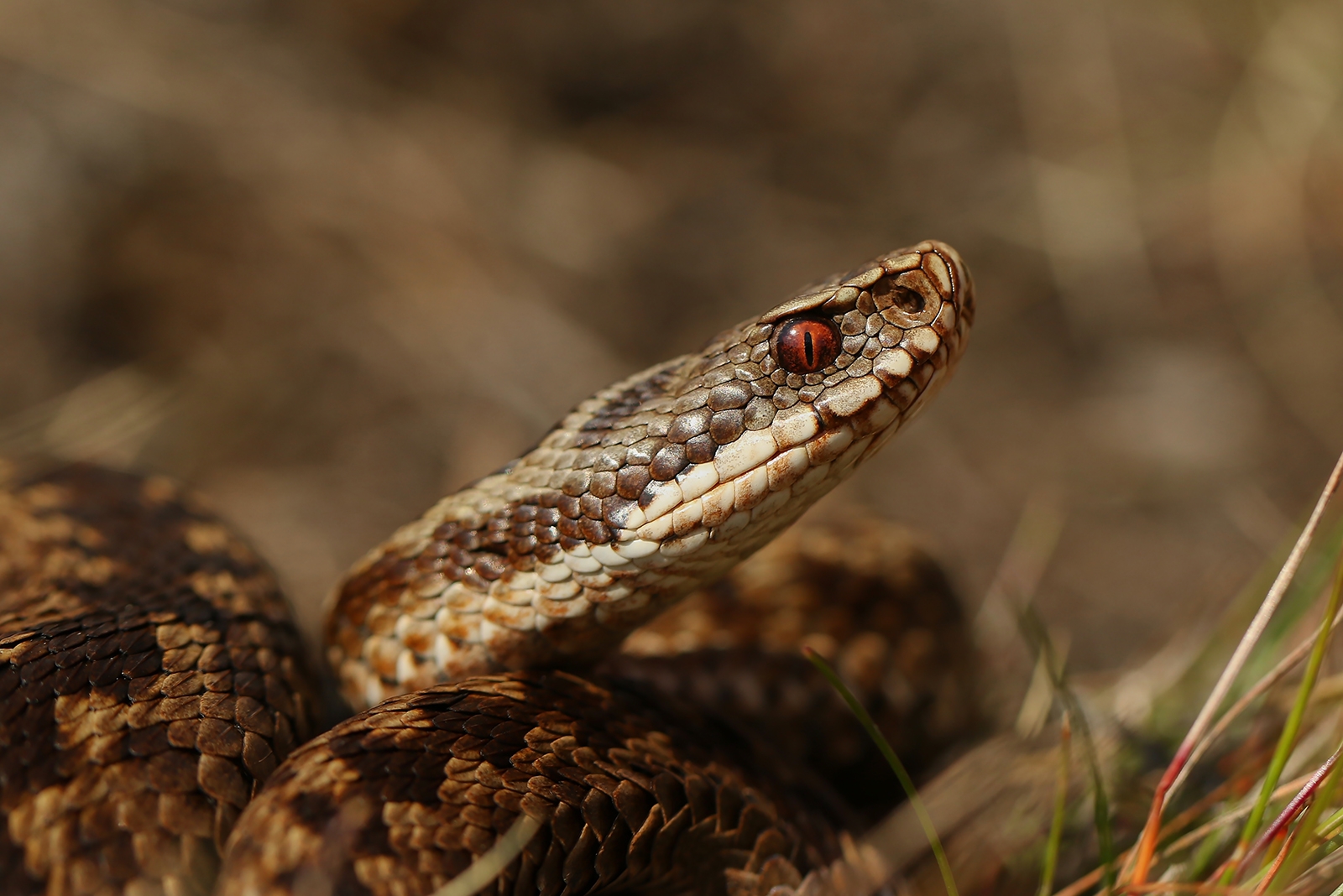 adder