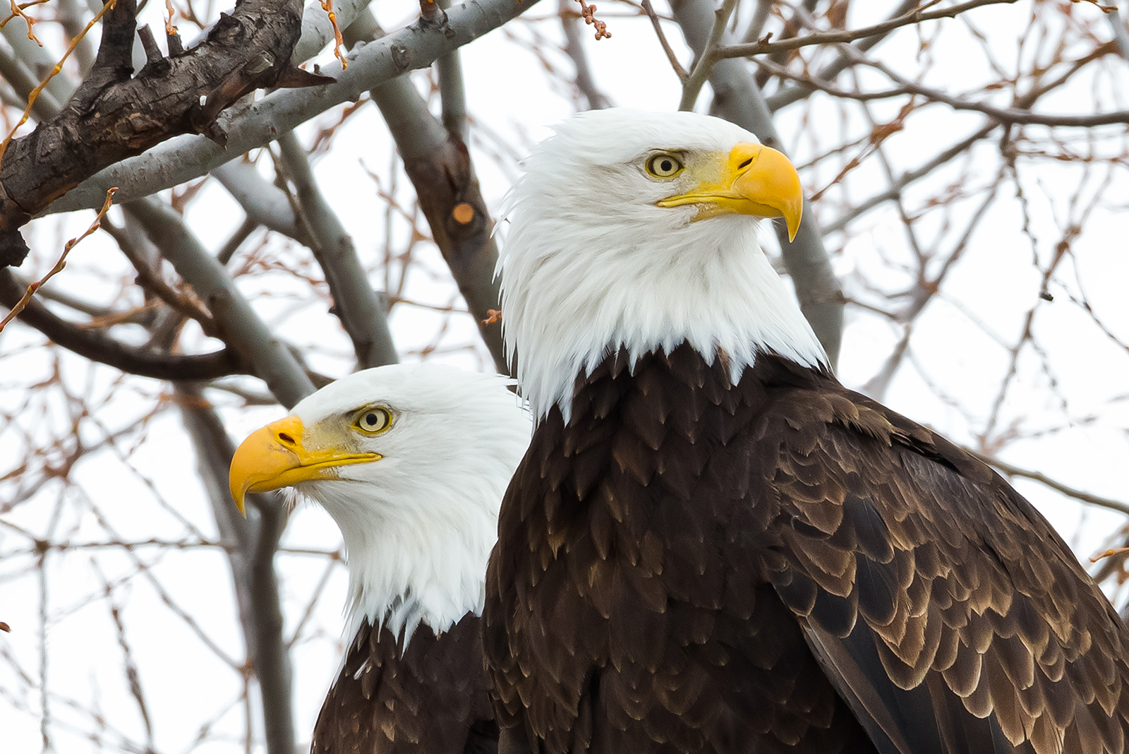 adorable bald eagles