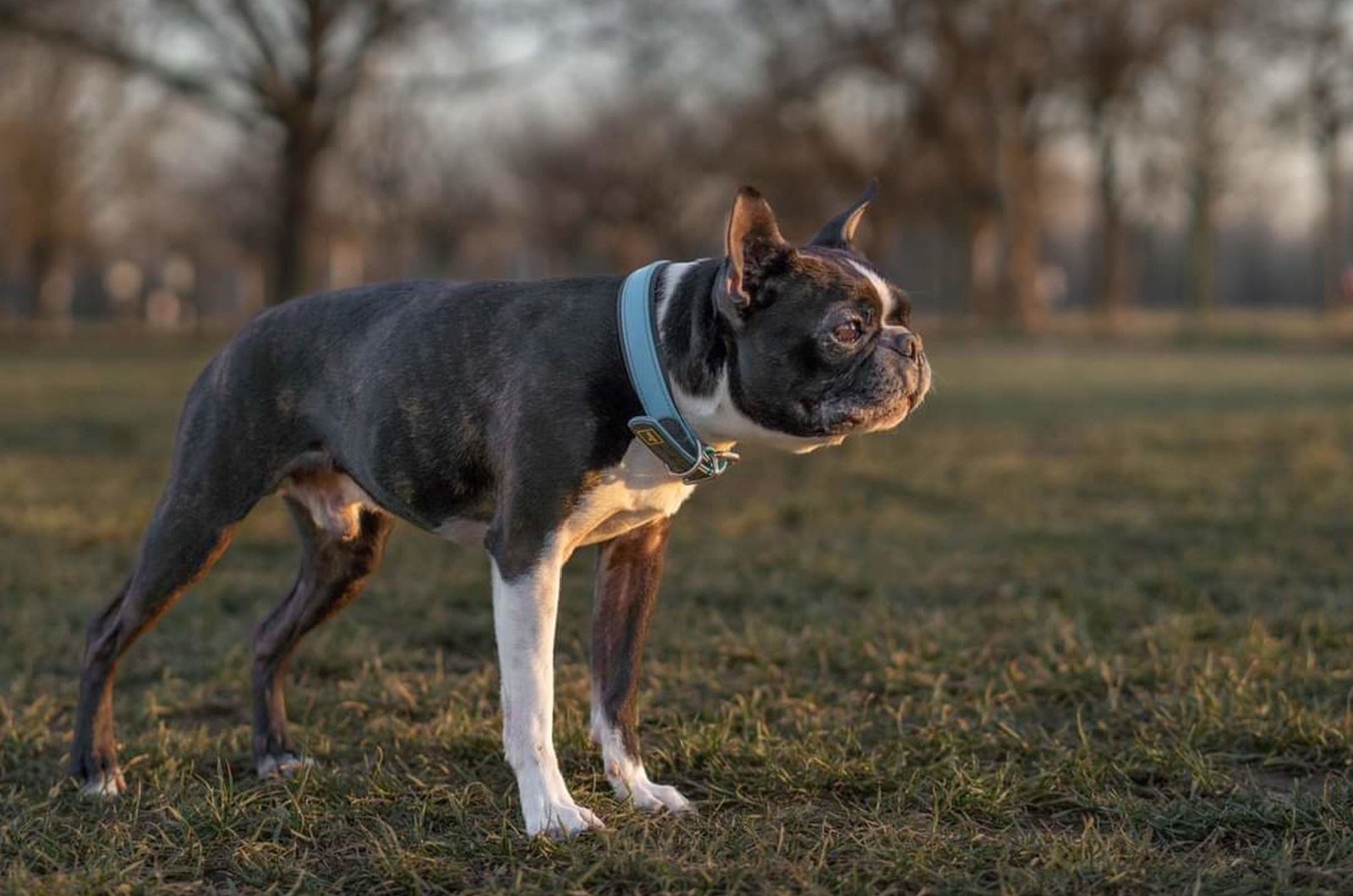 adorable french bulldog pitbull