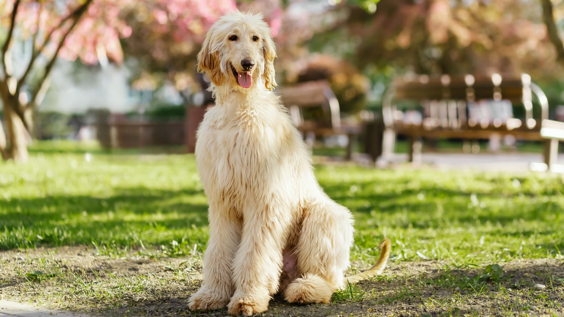 afghan hound