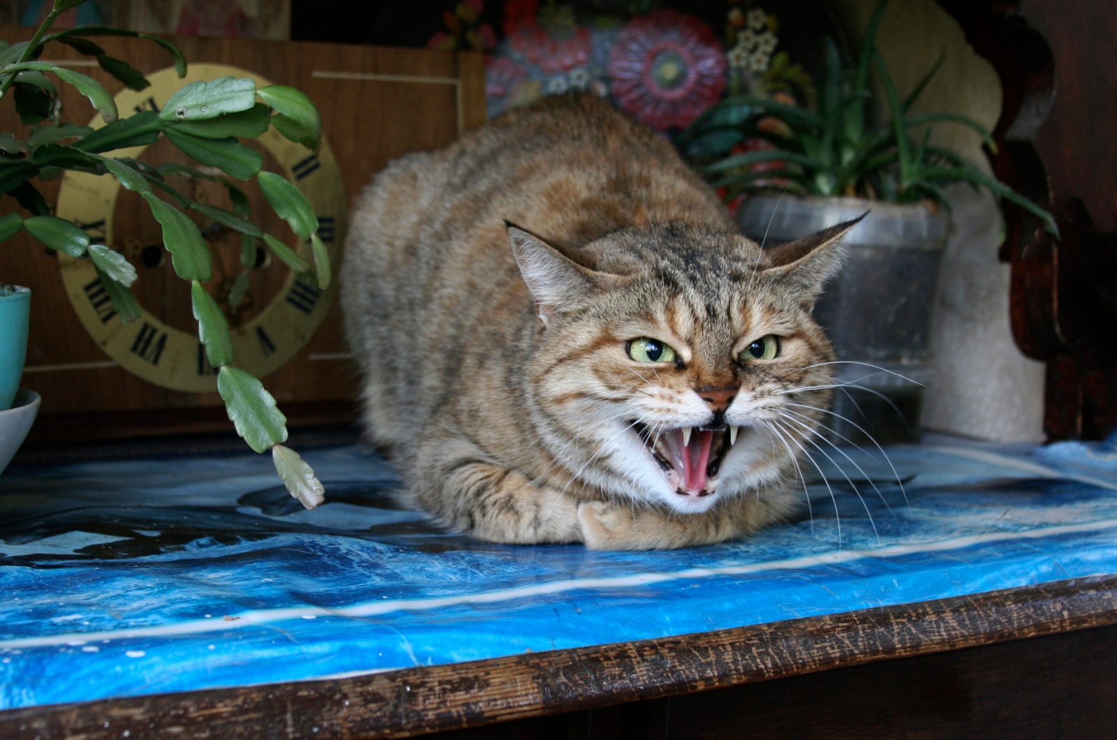 aggressive cat