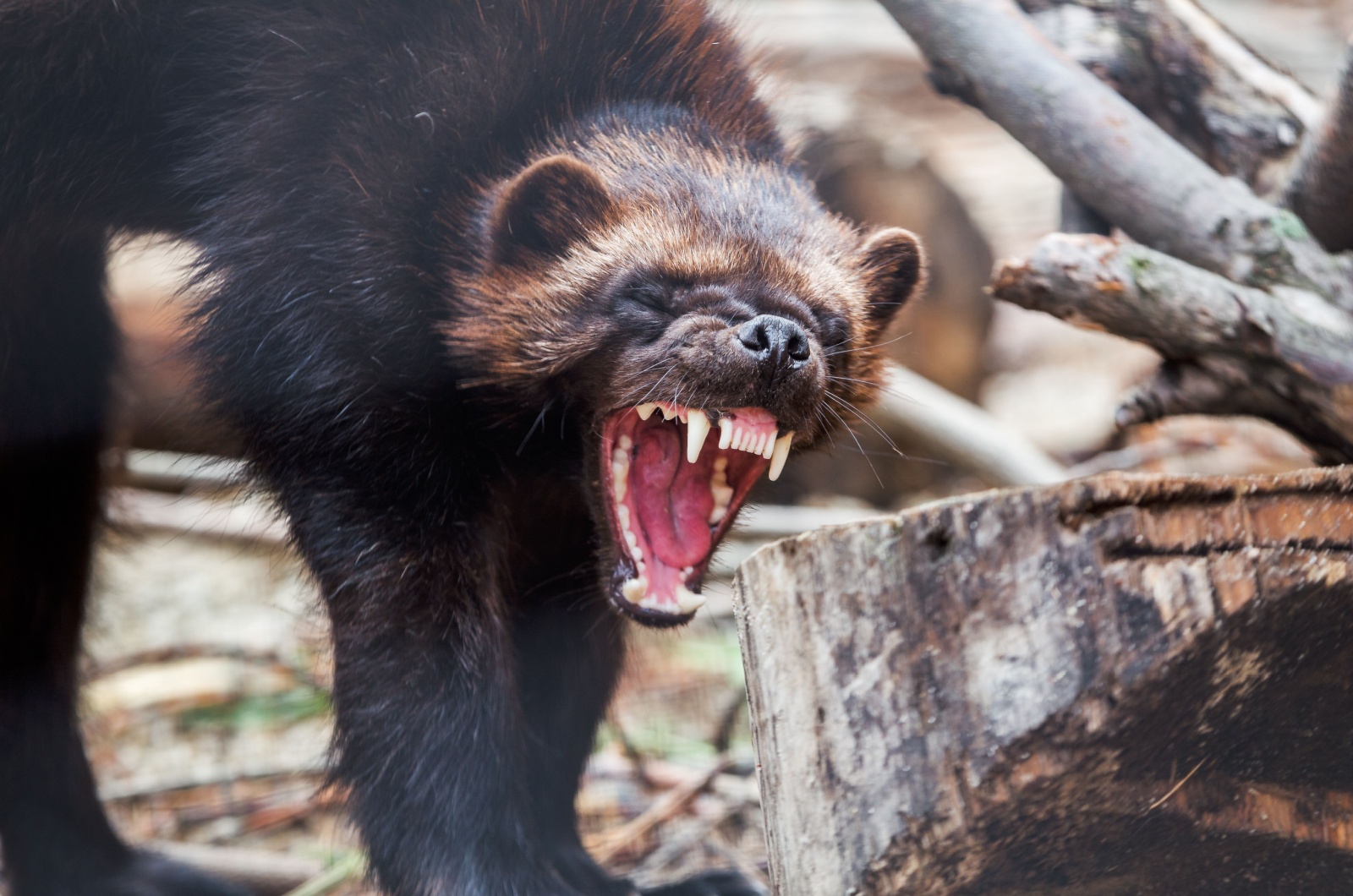 aggressive wolverine