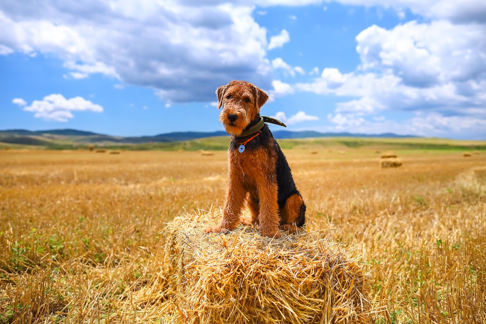 airedale terrier