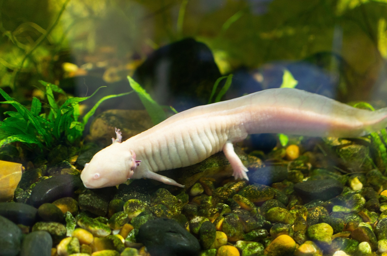 albino axolotol